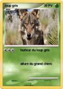 loup gris