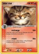 bébé chat
