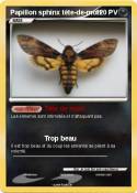Papillon sphinx