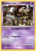 havanese clown