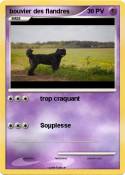 bouvier des flandres bouvier des