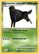 loup-labrador