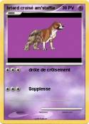 briard croisé am'staffie briard croisé