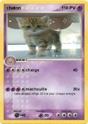 chaton chaton