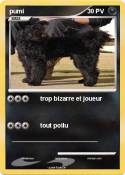 pumi