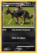 husky-groenendael