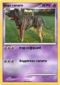 dogo canario