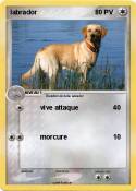 labrador