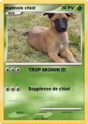 malinois chiot malinois chiot