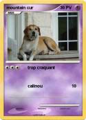 mountain cur
