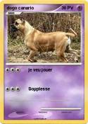dogo canario