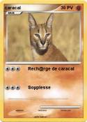 caracal