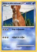nova scotia retriever nova scotia