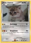 Jeune Chatons