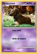 kai inu croisé