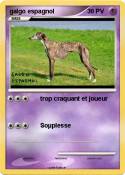 galgo espagnol