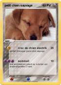 petit chien
