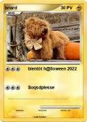 briard