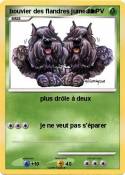 bouvier des flandres jumeaux bouvier des