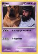 pit-bull pit-bull