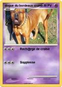 dogue du bordeaux croisé dogue du