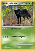 border collie mix border collie