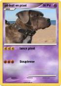 pit-bull en