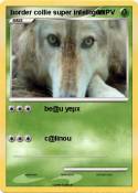 border collie super intelligent border collie