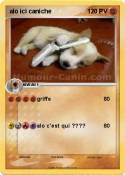 alo ici caniche