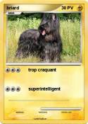 briard