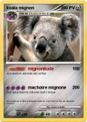 koala mignon
