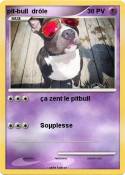 pit-bull drôle pit-bull drôle