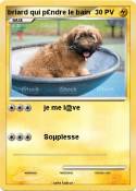 briard qui p£ndre le bain briard qui