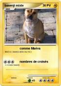 basenji mixte