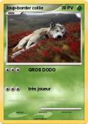 loup-border collie loup-border