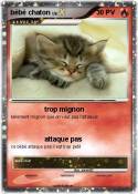 bébé chaton