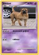 boerboel