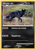 labrador mix