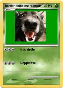 border collie est humour border collie