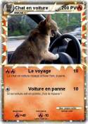Chat en voiture