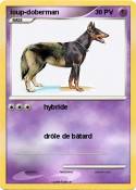 loup-doberman