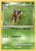 malinois