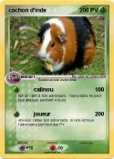cochon d'inde