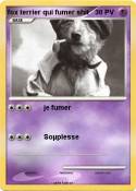 fox terrier qui