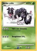 border collie