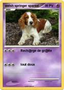 welsh springer