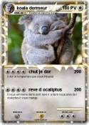 koala dormeur