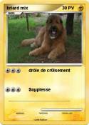 briard mix