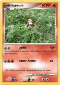 petit tigre