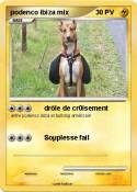 podenco ibiza